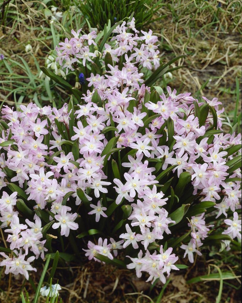 Chionodoxa Pink Giant - Glory of the Snow