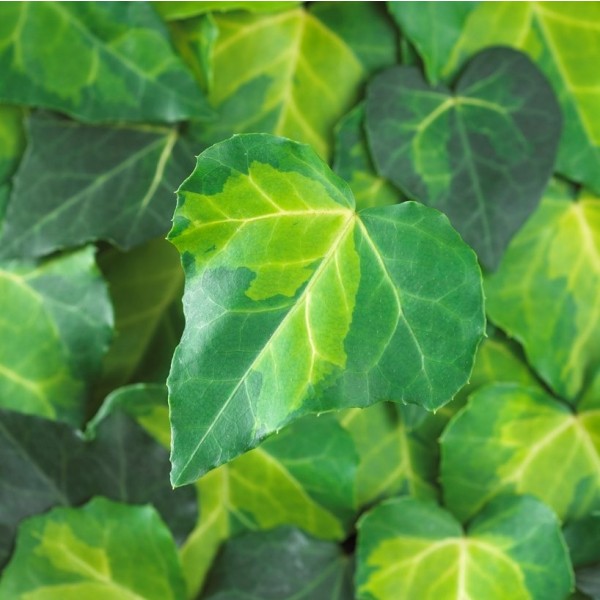 Ivy plants for sale UK Buy climbing ivy plants