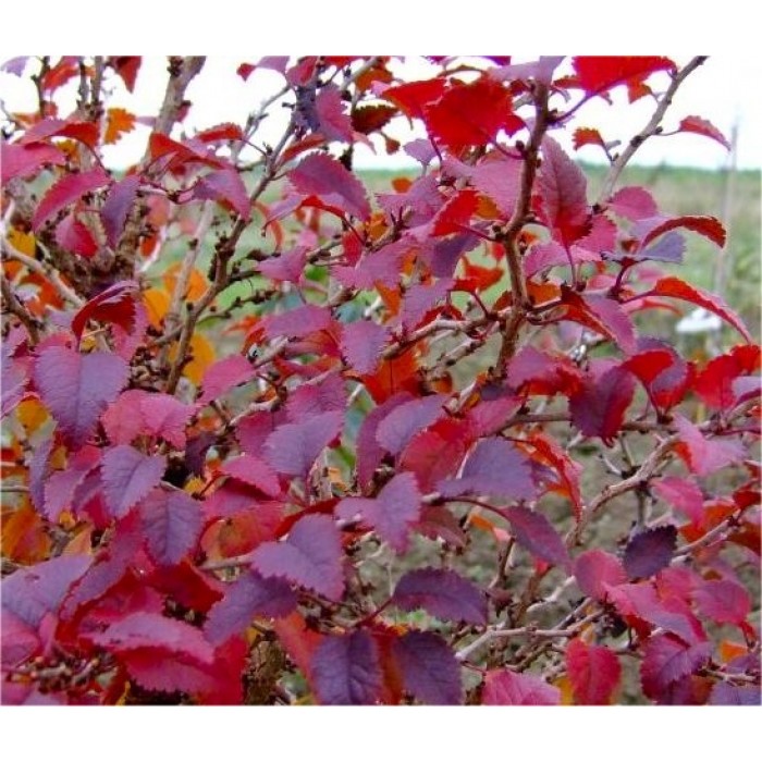 Prunus incisa KojoNoMai Fuji Cherry