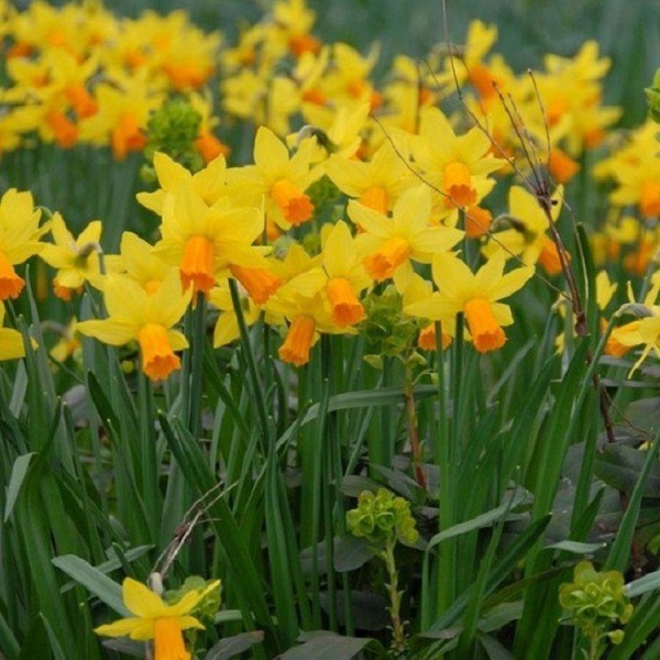 Fiori primaverili - Fiori delle piante - Varietà fiori
