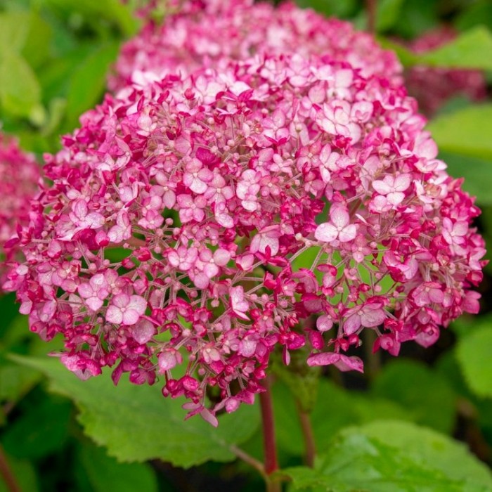 Image of Hydrangea arborescens sweet annabelle in full bloom