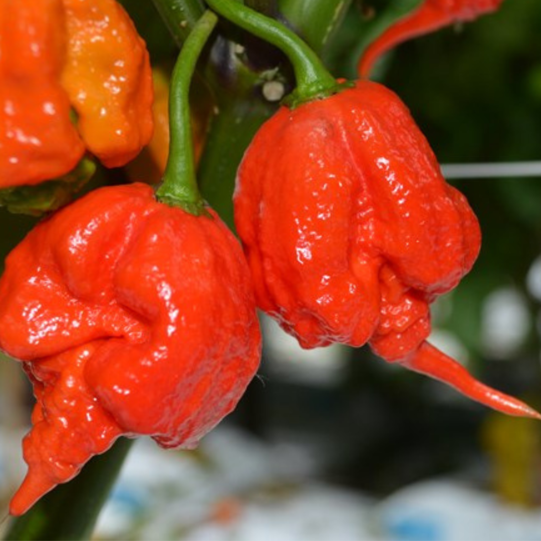 Chilli Pepper Armageddon