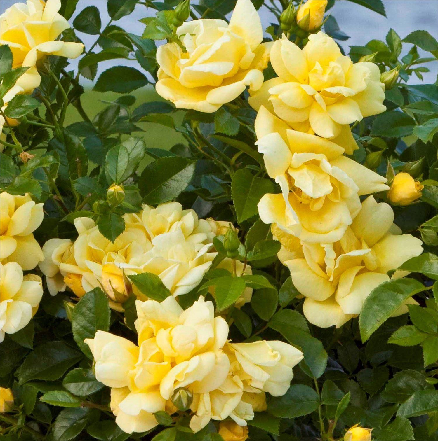 Rose Flower Carpet Gold