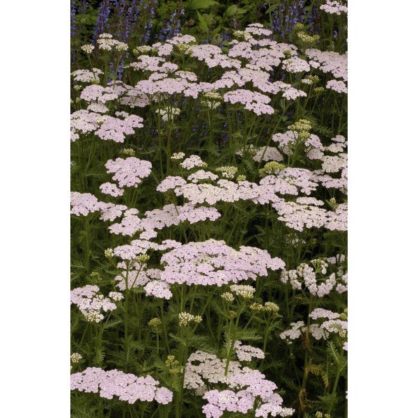Achillea plants for sale Buy Achillea Yarrow plants UK