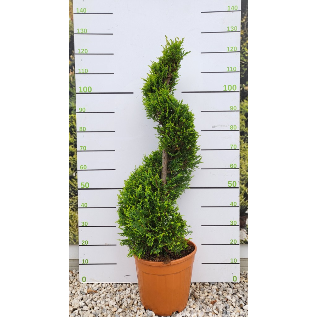Topiary Spiral Cupressus 'Castlewellan Gold' Spiral Topiary Tree