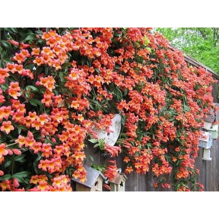 Bignonia capreolata Tangerine Beauty - Crossvine - circa 140-160cm