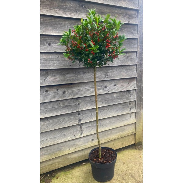 Holly Trees Holly Trees for Sale UK Buy holly trees