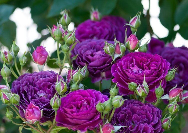 Rose Ebb Tide Floribunda Rose