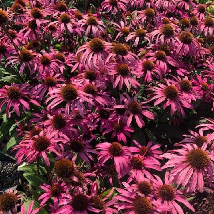 Echinacea Mooodz Awake