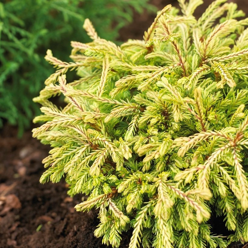 Thuja occidentalis Golden Tuffet