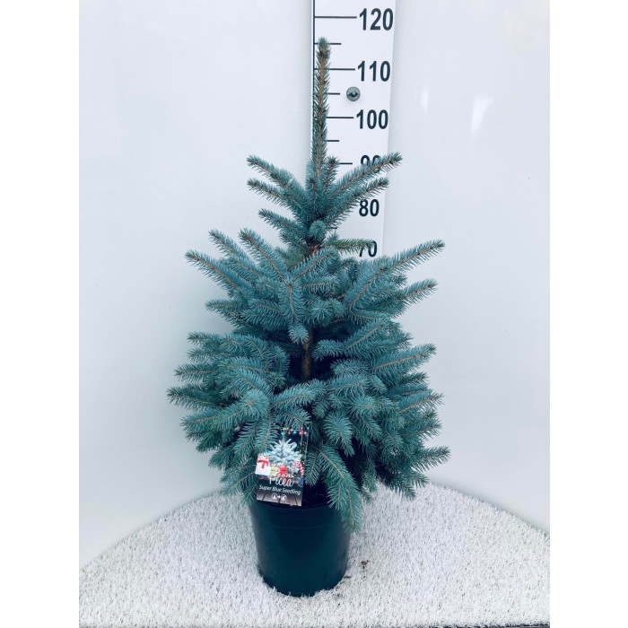 Large 100120cm BLUE SPRUCE Luxury Fresh Christmas Tree (Picea