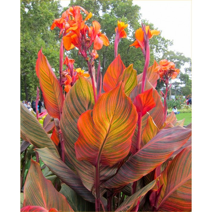 Canna Durban Amazing Multicolour Foliage Canna Plant