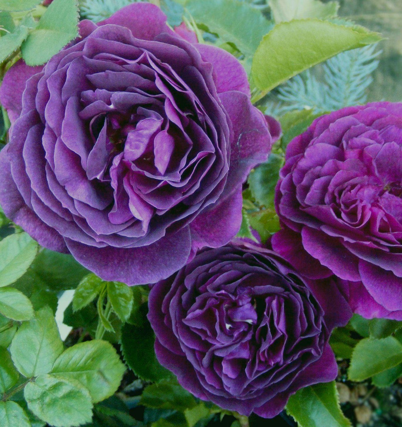 Rose Ebb Tide Floribunda Rose