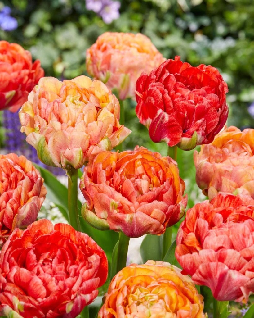 Tulip Gudoshnik Double - Pack of 5