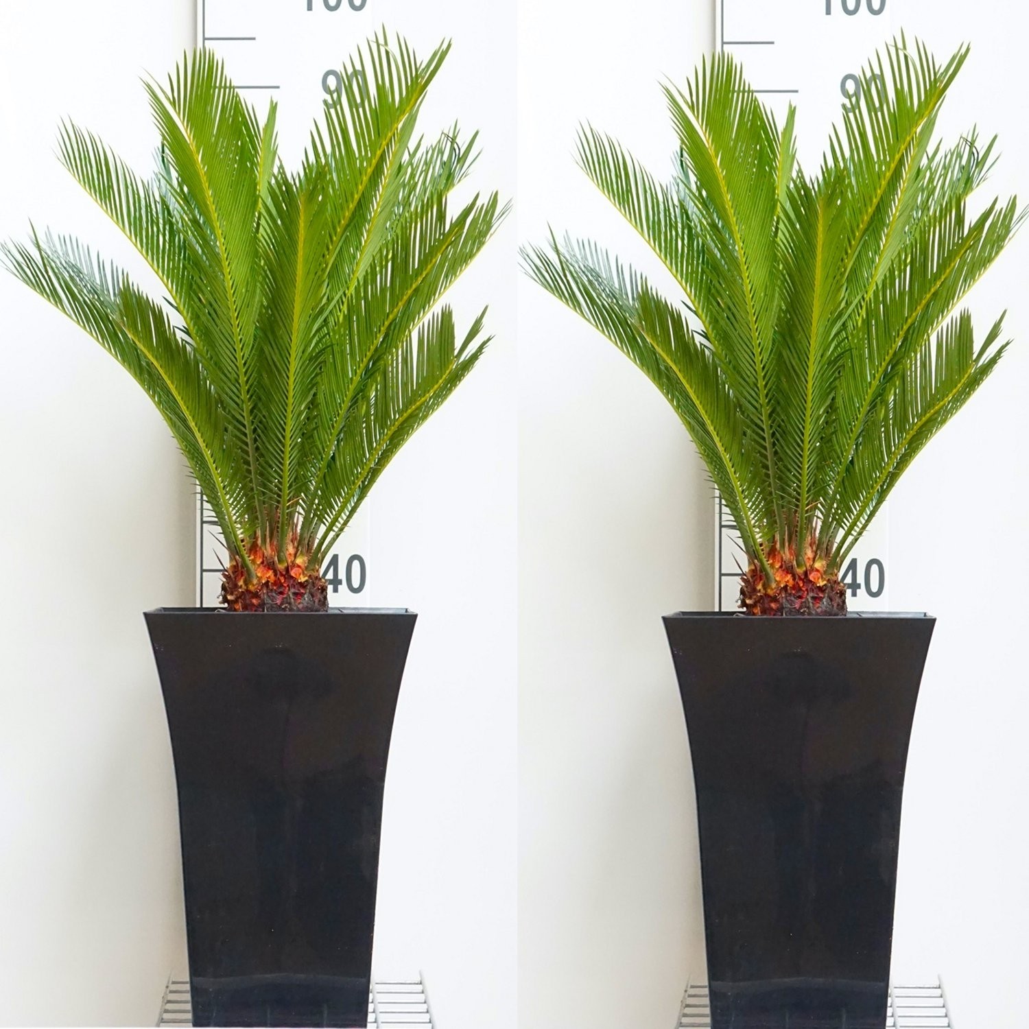 SPECIAL DEAL - Pair of King Sago Palm Trees - Cycad - Cycas revoluta 50-60  cms with Fluted Black Planters