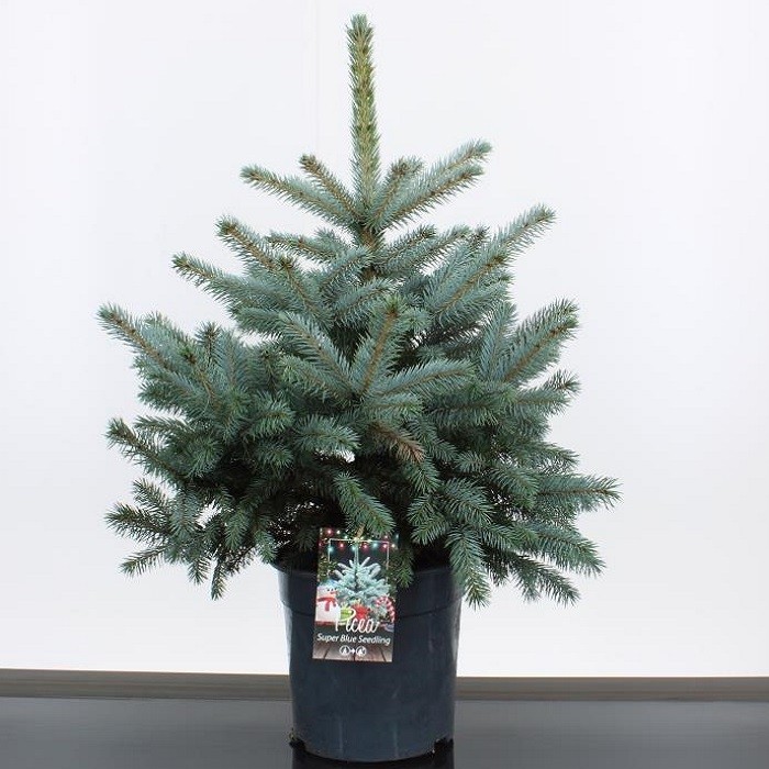 PREORDER Luxury Fresh Christmas Tree Pot Blue Spruce (Picea pungens