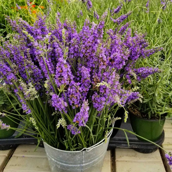 Lavender x intermedia 'Sensational' Lavandula Large Flowered