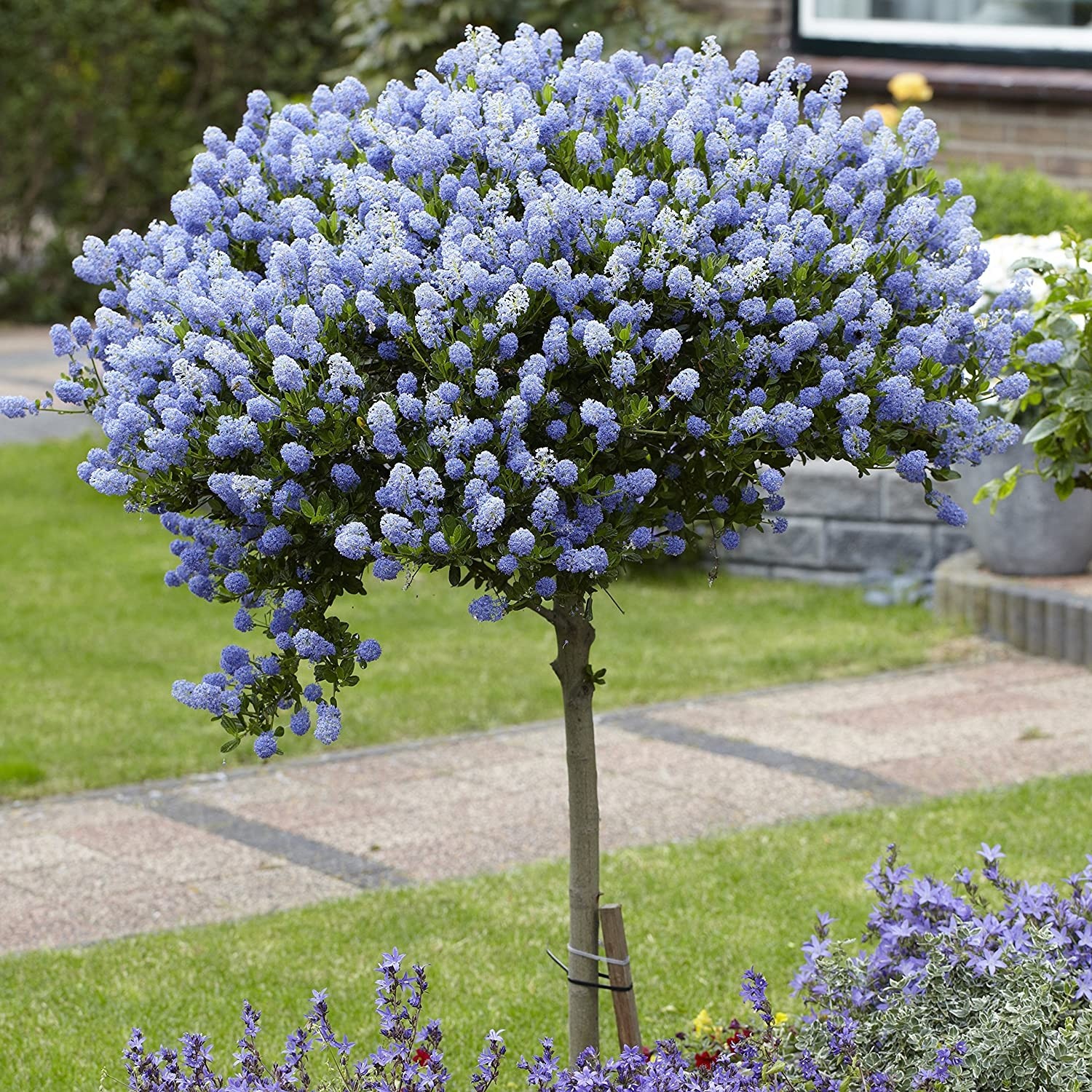 Image of Lilac bush shaped into topiary