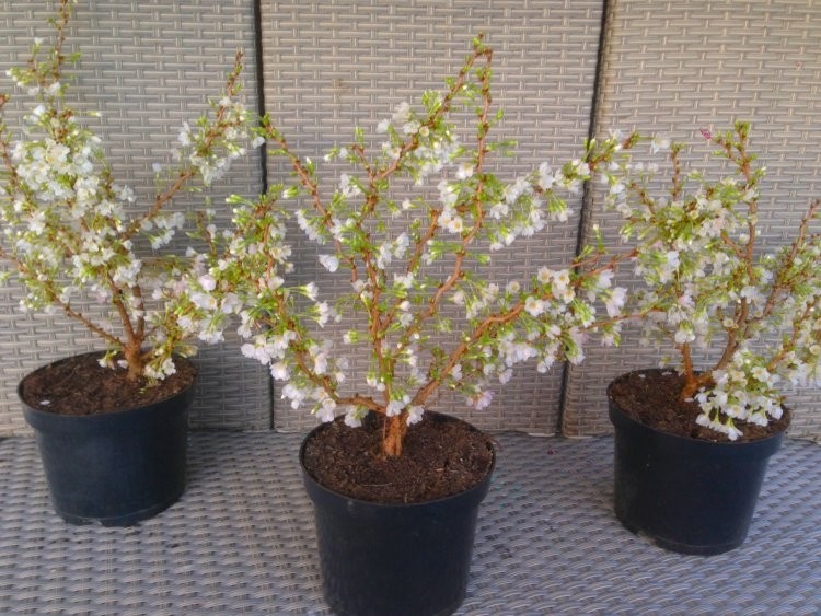 Prunus incisa KojoNoMai Fuji Cherry