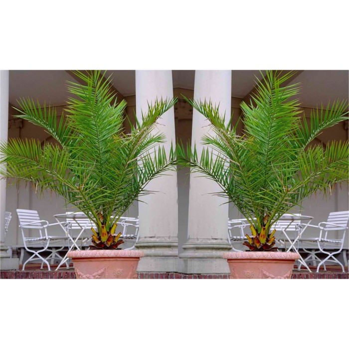 pair-of-3-4ft-canary-island-phoenix-date-palms-perfect-for-patio-planters