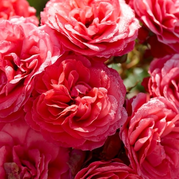 Page 3 Climbing Roses for Sale UK Gardening Express