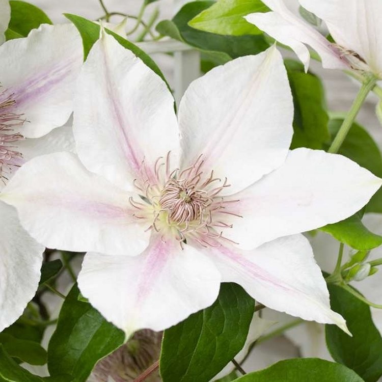 Clematis Corrine Summer Flowering Clematis