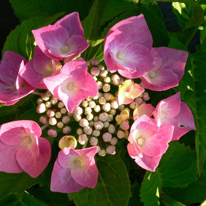 Image of Hortensia macrophylla hydrangea topiaries