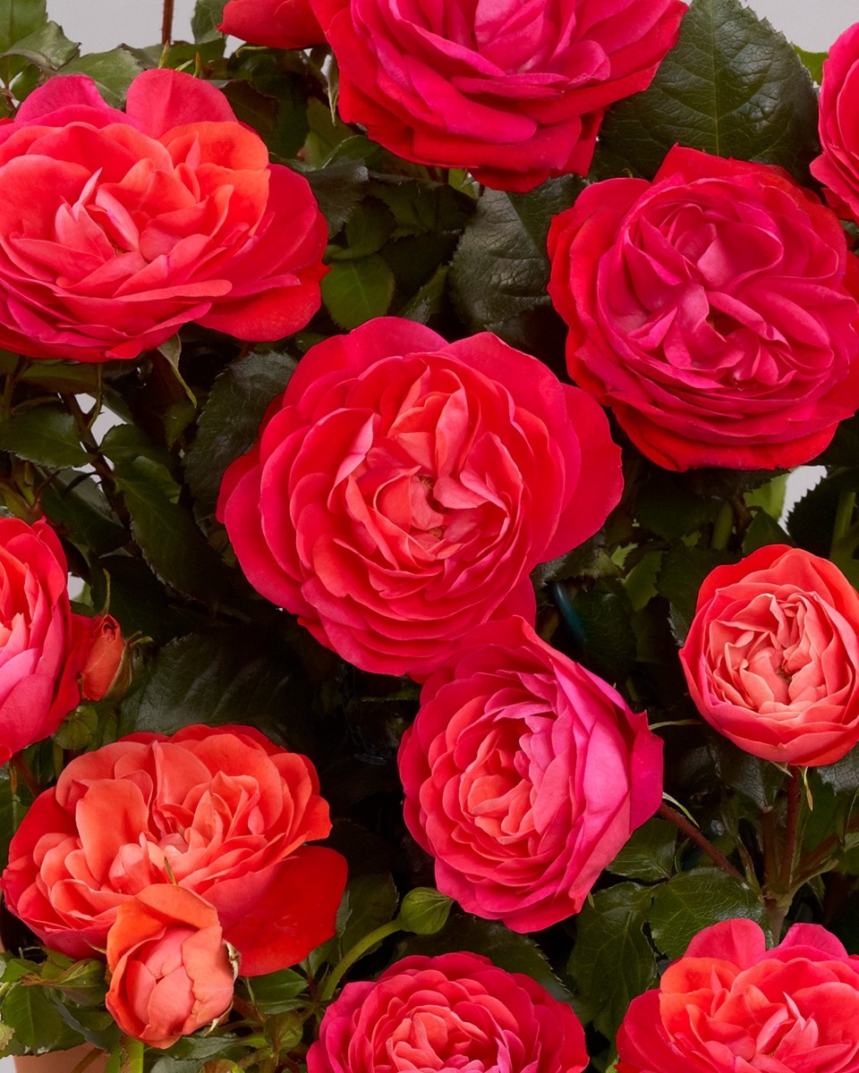 Pair of Mini Standard 'Dover' Flowering PATIO Rose Trees