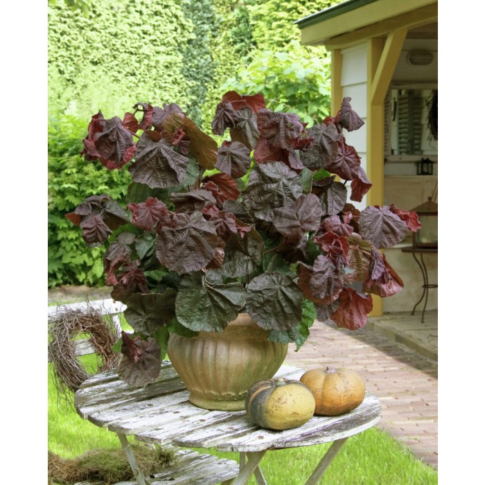 Corylus avellana contorta 'Red Majestic' - Red Corkscrew Twisted Hazel