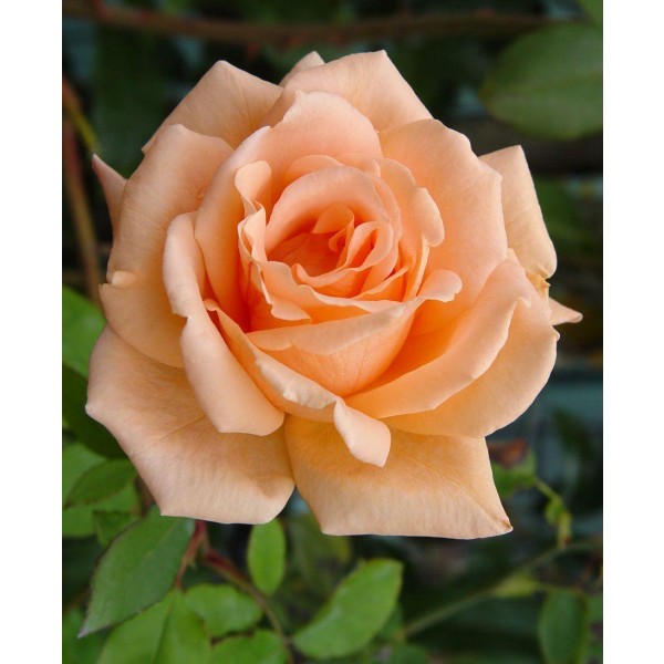 Gardening Express Cimbing Roses