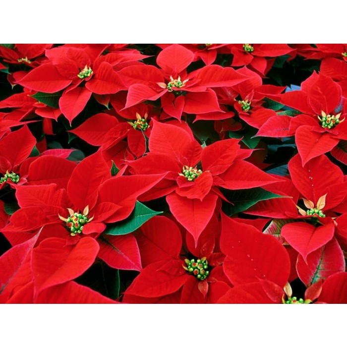 RED Poinsettia - The Essential Christmas Plant