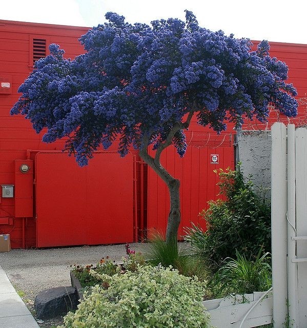 Evergreen California Lilac Tree Patio Standard Ceanothus CONCHA Tree