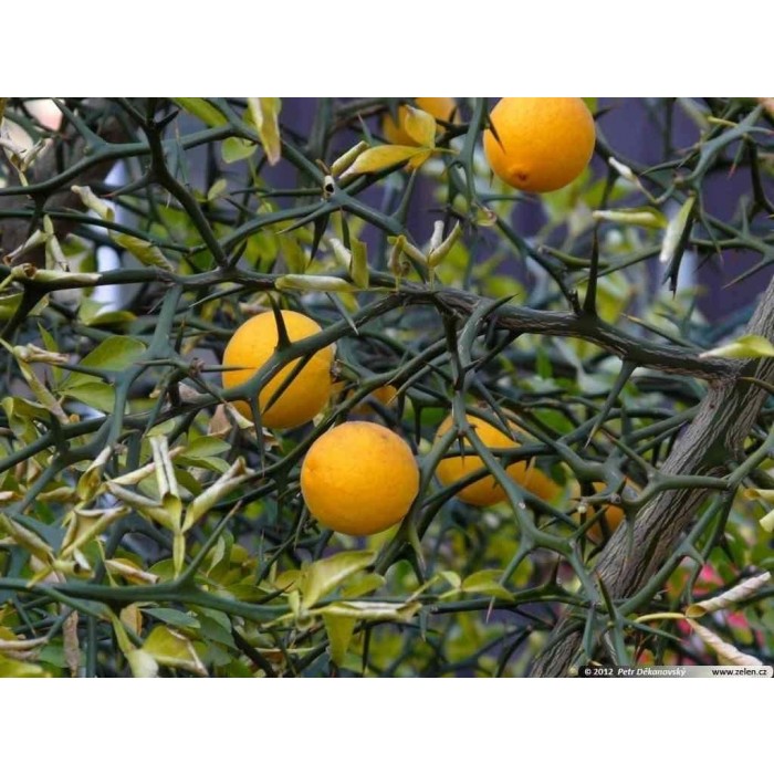 Poncirus trifoliata Japanese Bitter Orange Hardy Citrus