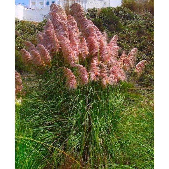 Giant PINK Pampas Grass Cortaderia selloana rosea Large Specimen Plant