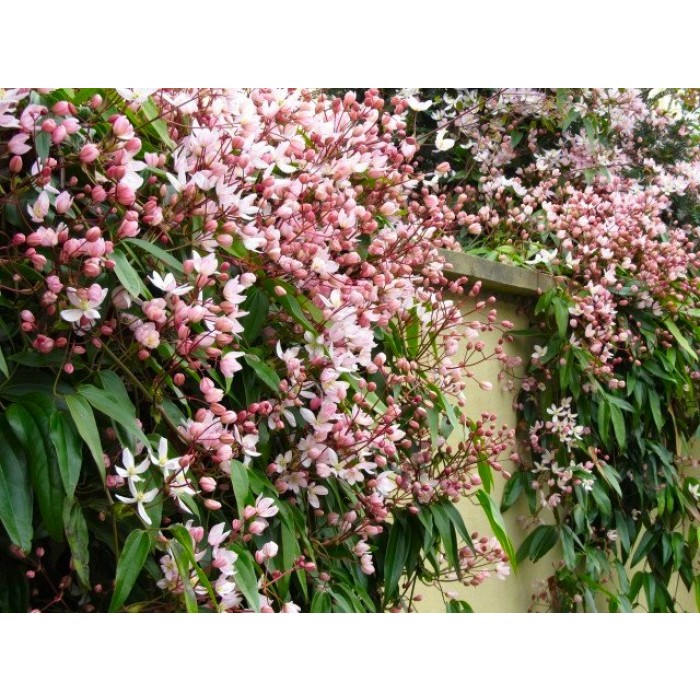 Clematis armandii Apple Blossom Scented Evergreen Spring Flowering