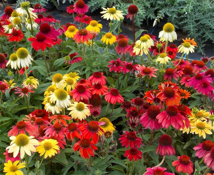 Echinacea Cheyenne Spirit Coneflower Plants in Amazing Colours
