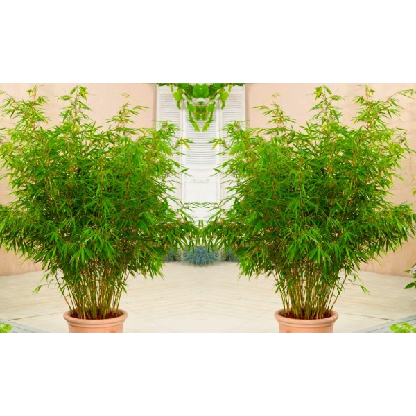 Bamboo Plants for sale UK black bamboo phyllostachys nigra