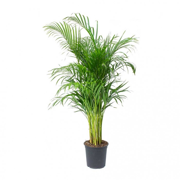 Dypsis Areca Parlour Palm Perfect Palm for indoors 100120cm Potted