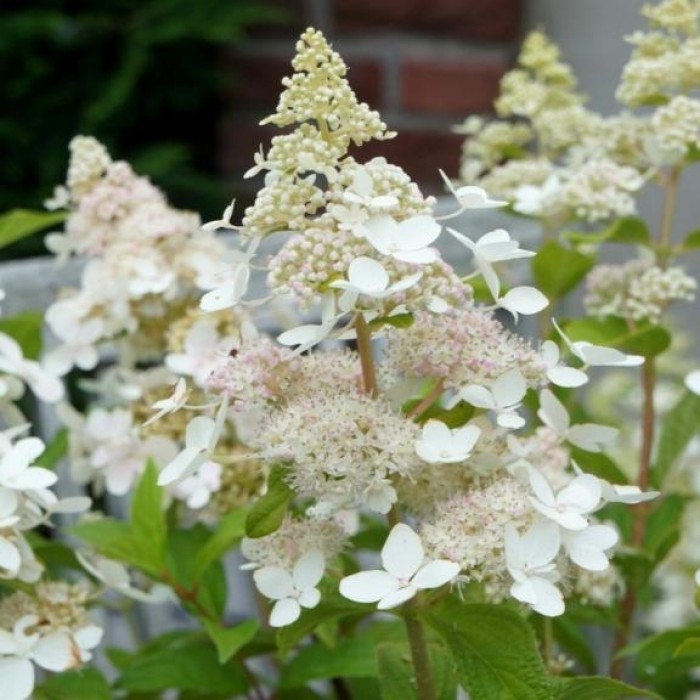 Hydrangea paniculata Confetti