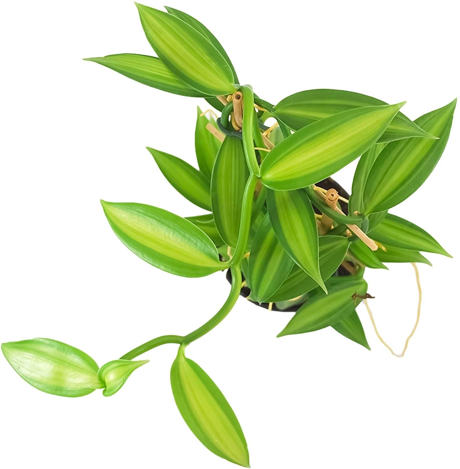 VARIEGATED Vanilla Orchid Plant Vanilla planifolia Madagascar