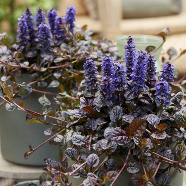 Ajuga Petite Parakeet - Feathered Friends