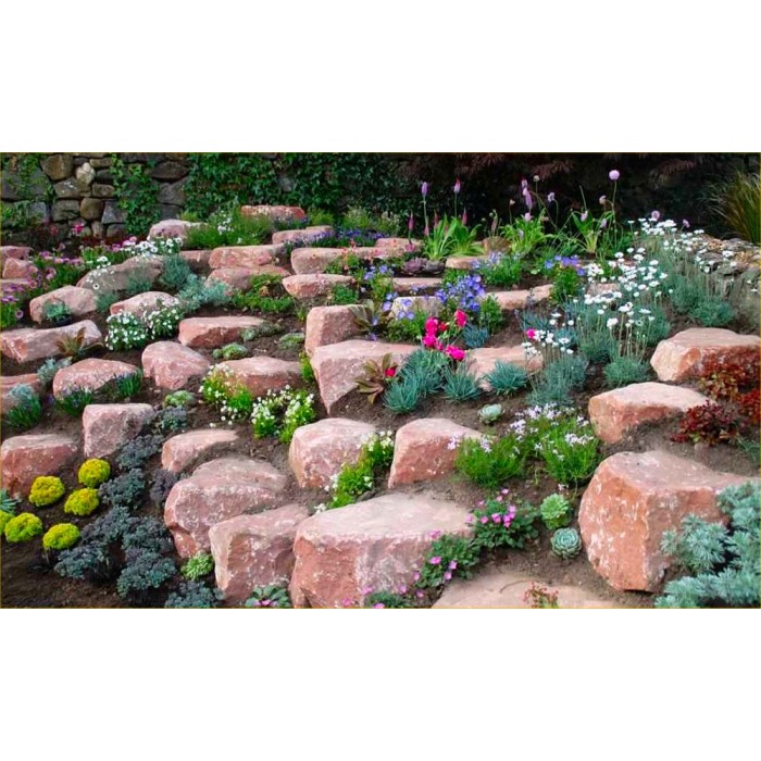 Alpine Plant Collection Pack of 8 Alpine Rockery Plants