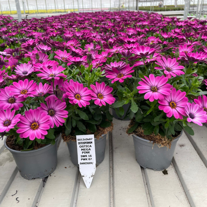 Osteospermum Ostica 'Mega Pink' - Pack of SIX Potted Plants