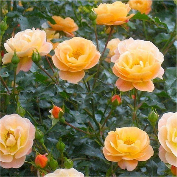 Gardening Express Roses Flower Carpet Roses Perfect for Ground Cover