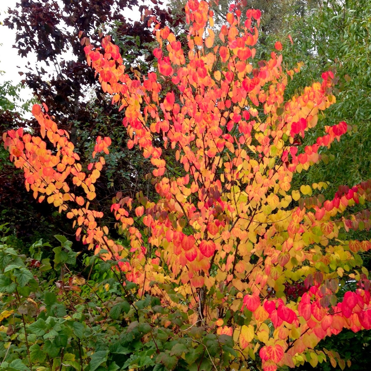 Cercidiphyllum japonicum Katsura Tree Toffee Apple Tree LARGE