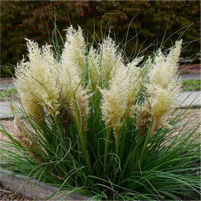 Super Dwarf Pampas Grass Cortaderia selloana Tiny Pampa