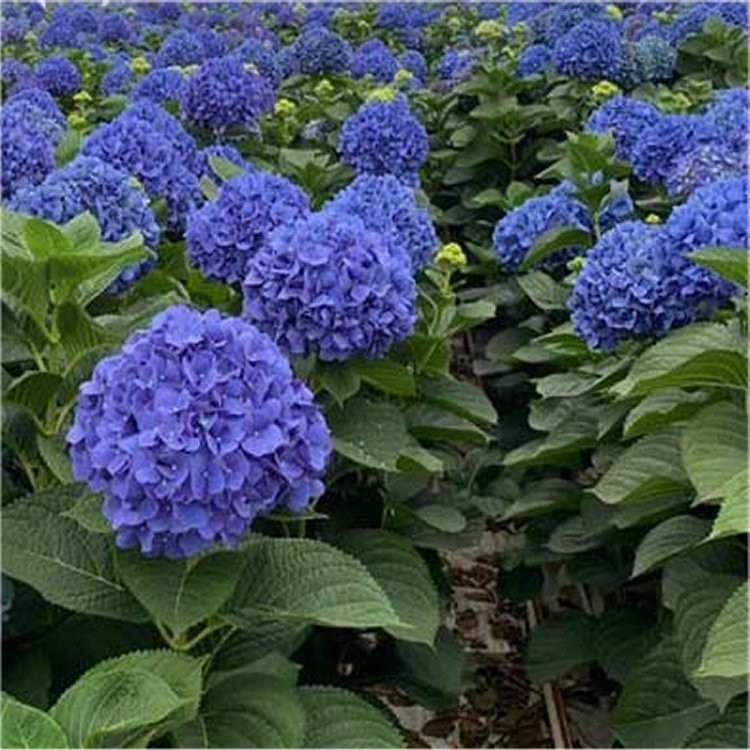 GIANT BLUE MOPHEAD Hydrangea macrophylla Pimpernel - Large Flowered