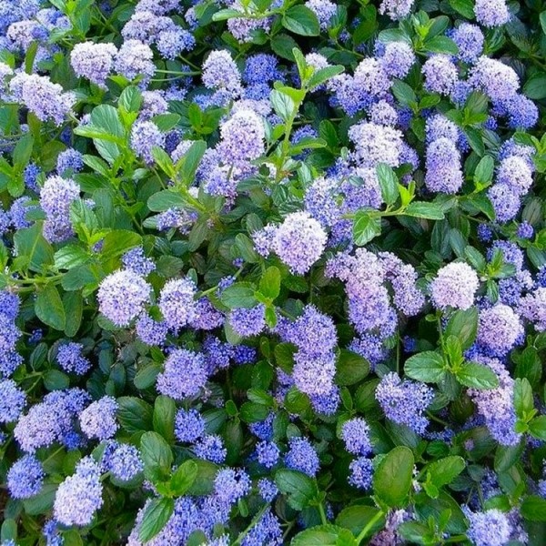 Ceanothus shrubs for sale Buy Ceanothus plants UK delivery