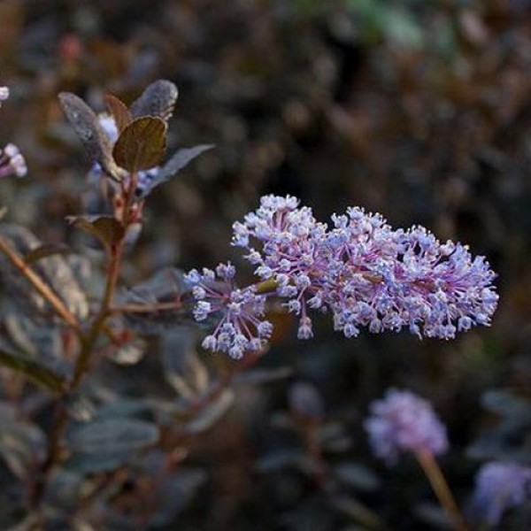 Ceanothus shrubs for sale Buy Ceanothus plants UK delivery
