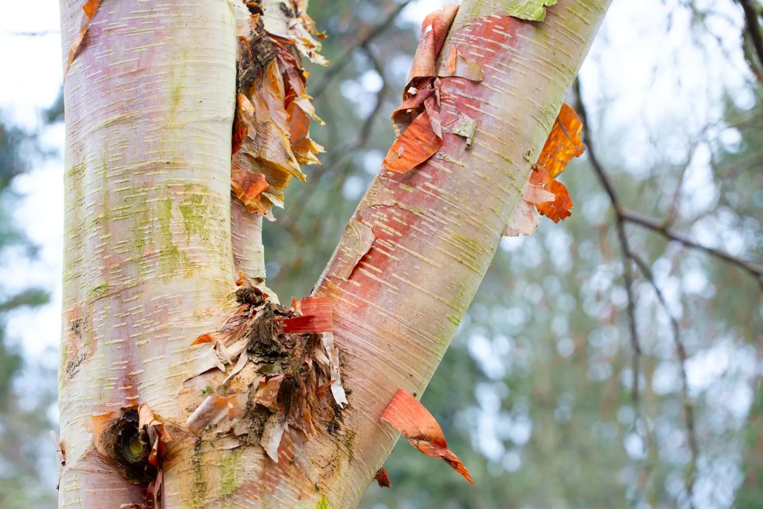 Betula albosinensis Fascination - Birch Tree